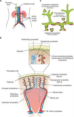 Renal Lymphatics: Anatomy, Physiology, and Clinical Implications